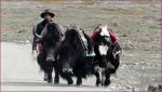 tibet_2019_09_0019